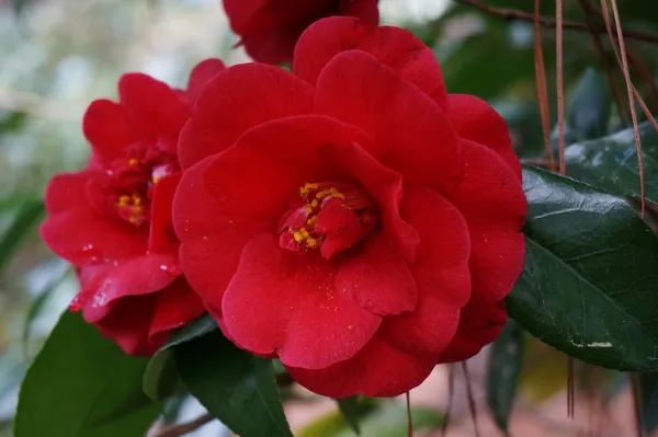 Red_Camellia_Flower_Plant_Rare_Varity_Tree_&_PLant_Evergreen_Garden_Plant(1_Healthy_Live_Plant)