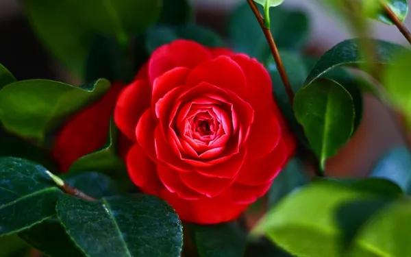 Red_Camellia_Flower_Plant_Rare_Varity_Tree_&_PLant_Evergreen_Garden_Plant(1_Healthy_Live_Plant)