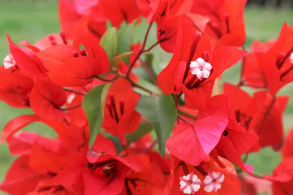 Red_Color_Bougainvillea_Shrubs_Flower__Plants