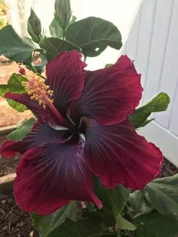 Red_Color_Hybrid_Hibiscus_Joba_Gudahl_Flower_Live_Plant