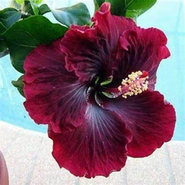Red_Color_Hybrid_Hibiscus_Joba_Gudahl_Flower_Live_Plant
