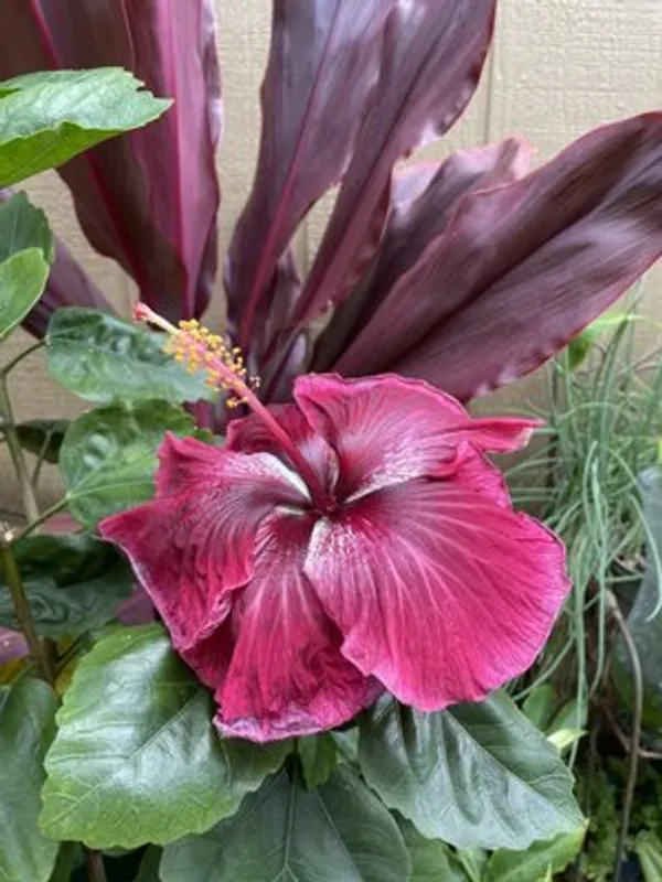 Red_Color_Hybrid_Hibiscus_Joba_Gudahl_Flower_Live_Plant