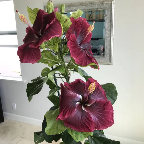 Red_Color_Hybrid_Hibiscus_Joba_Gudahl_Flower_Live_Plant