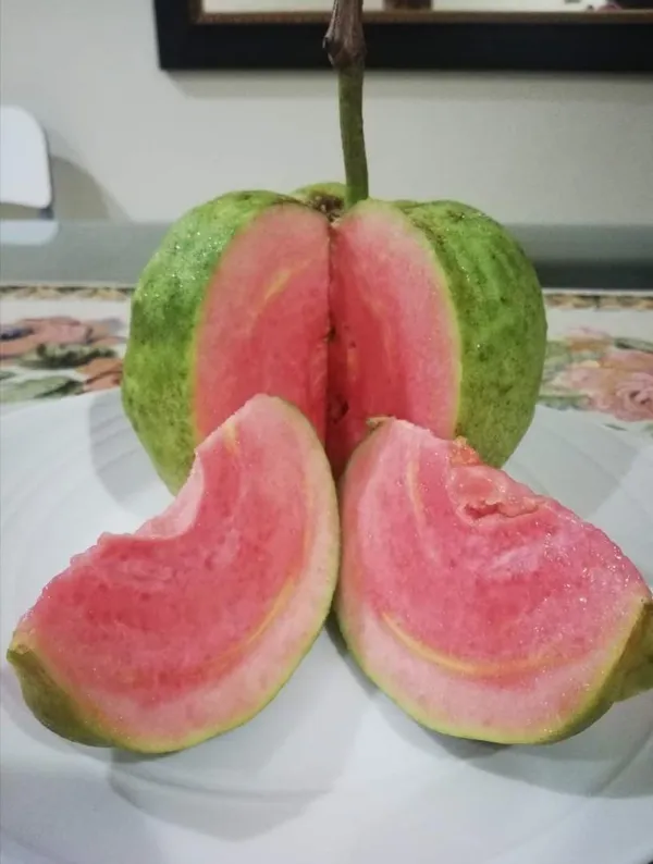 Red_Dimond_Amrood/Guava_Seedless_Fruit_Plant_&_Tree_(1.5-3.5_Ft_Height)_Pack_Of_1