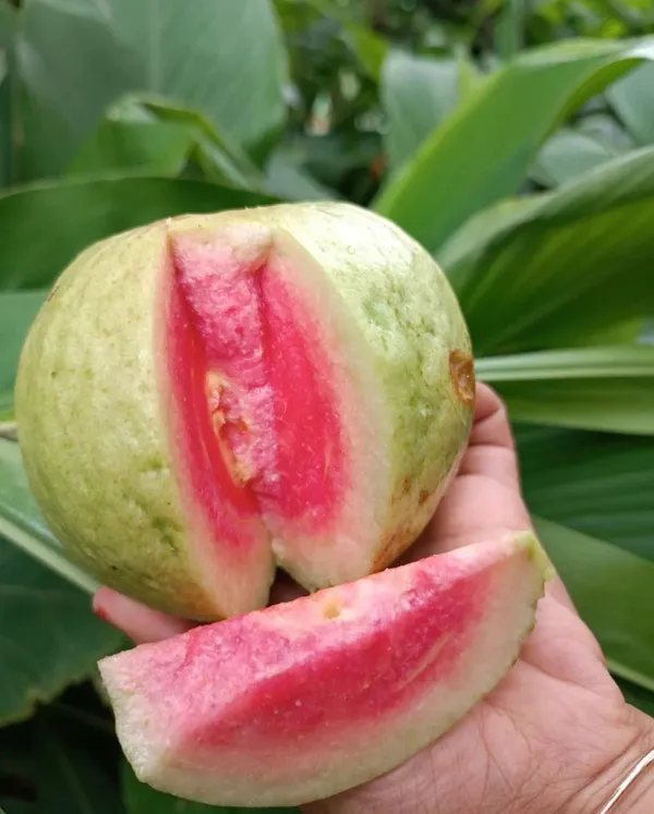 Red_Dimond_Amrood/Guava_Seedless_Fruit_Plant_&_Tree_(1.5-3.5_Ft_Height)_Pack_Of_1