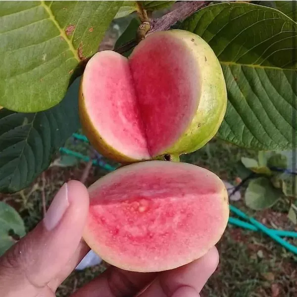 Red_Dimond_Amrood/Guava_Seedless_Fruit_Plant_&_Tree_(1.5-3.5_Ft_Height)_Pack_Of_1