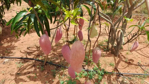 Red_Ivory_(Grafted)_Mango_Plant_&_Tree_For_Garden,_Well_Watered_Healthy_Mango_Plant_(Hybrid,_Pack_Of_1)