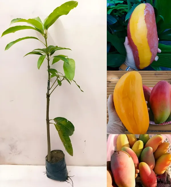 Red_Ivory_(Grafted)_Mango_Plant_&_Tree_For_Garden,_Well_Watered_Healthy_Mango_Plant_(Hybrid,_Pack_Of_1)