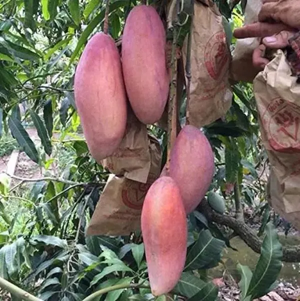 Red_Ivory_(Grafted)_Mango_Plant_&_Tree_For_Garden,_Well_Watered_Healthy_Mango_Plant_(Hybrid,_Pack_Of_1)