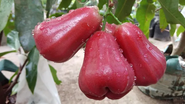 Red_Jambul/Water_Apple_Plant_&_Tree_For_Home_Garden_(1.5-3.5_Ft_Height)_Pack_Of_1