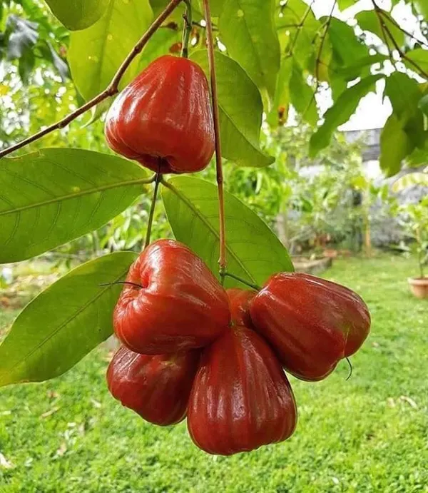 Red_Jambul/Water_Apple_Plant_&_Tree_For_Home_Garden_(1.5-3.5_Ft_Height)_Pack_Of_1