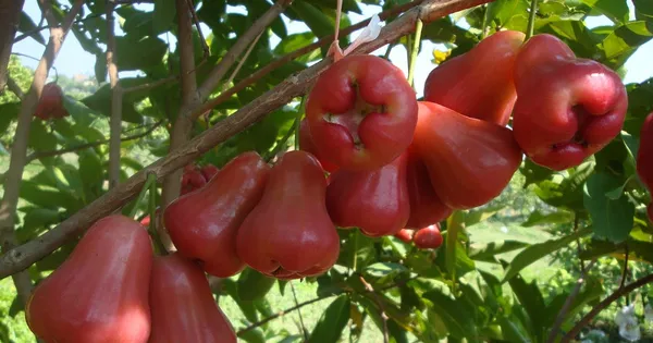 Red_Jambul/Water_Apple_Plant_&_Tree_For_Home_Garden_(1.5-3.5_Ft_Height)_Pack_Of_1