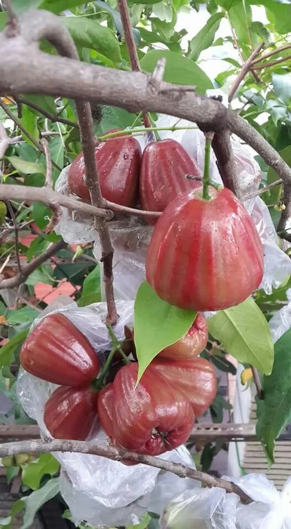 Red_Jambul/Water_Apple_Plant_&_Tree_For_Home_Garden_(1.5-3.5_Ft_Height)_Pack_Of_1