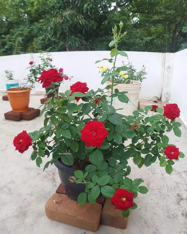 Red_Rose_Flower_pack_of_1