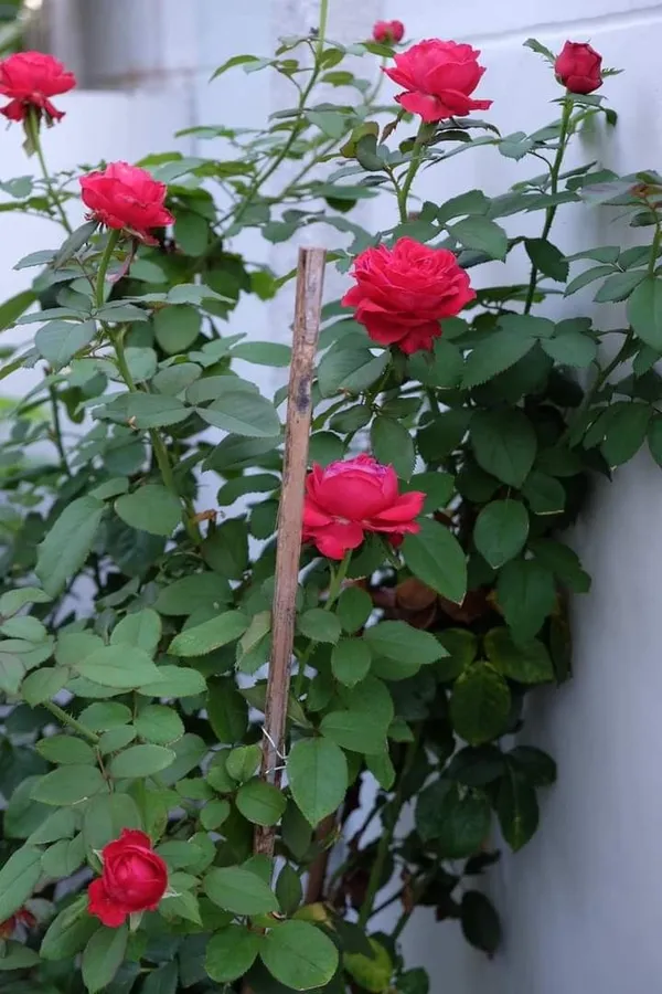 Red_Rose_Flower_pack_of_1