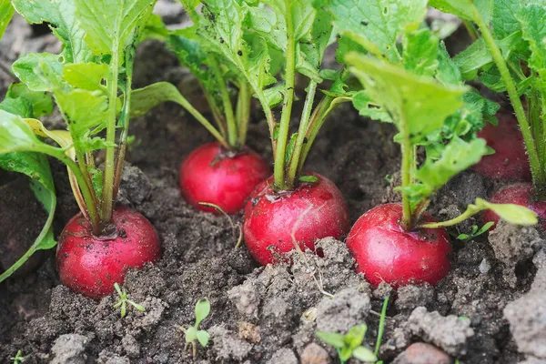 Red_Round_Radish_Seeds_-_200_gms_(Germination_Time_3–7_Days)_For_Garden,_Pack_Of_1
