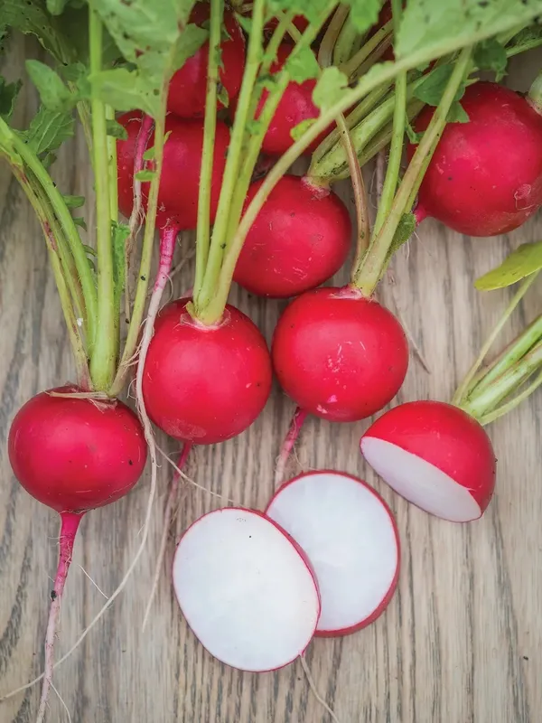 Red_Round_Radish_Seeds_-_200_gms_(Germination_Time_3–7_Days)_For_Garden,_Pack_Of_1