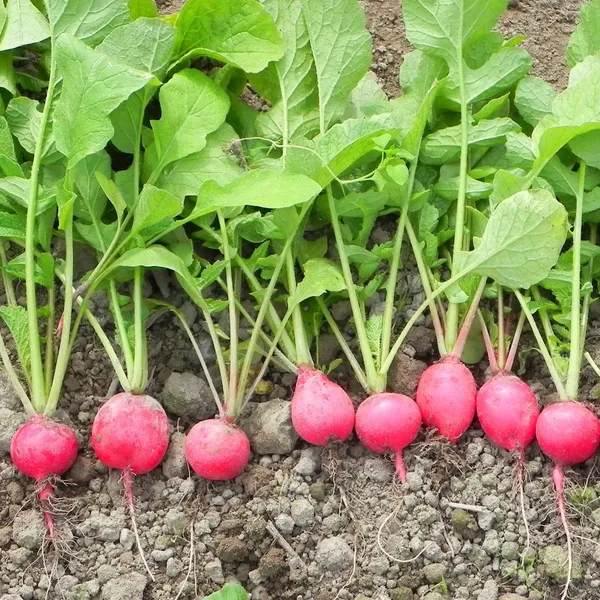 Red_Round_Radish_Seeds_-_200_gms_(Germination_Time_3–7_Days)_For_Garden,_Pack_Of_1