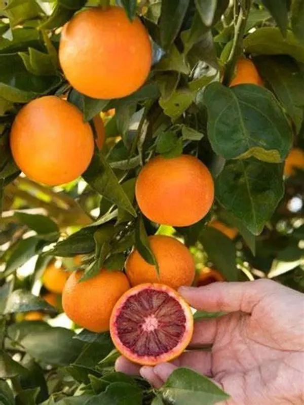 Refrashing_Blood_Orange_Healthy_Benefited_Fruit_Plant_&_Tree_(1.5-3.5_Ft_Height)_Pack_Of_1