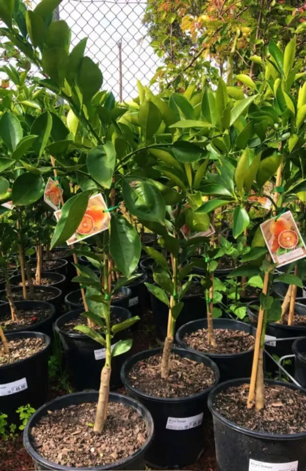 Refrashing_Blood_Orange_Healthy_Benefited_Fruit_Plant_&_Tree_(1.5-3.5_Ft_Height)_Pack_Of_1