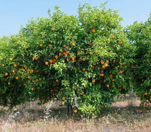 Refrashing_Blood_Orange_Healthy_Benefited_Fruit_Plant_&_Tree_(1.5-3.5_Ft_Height)_Pack_Of_1