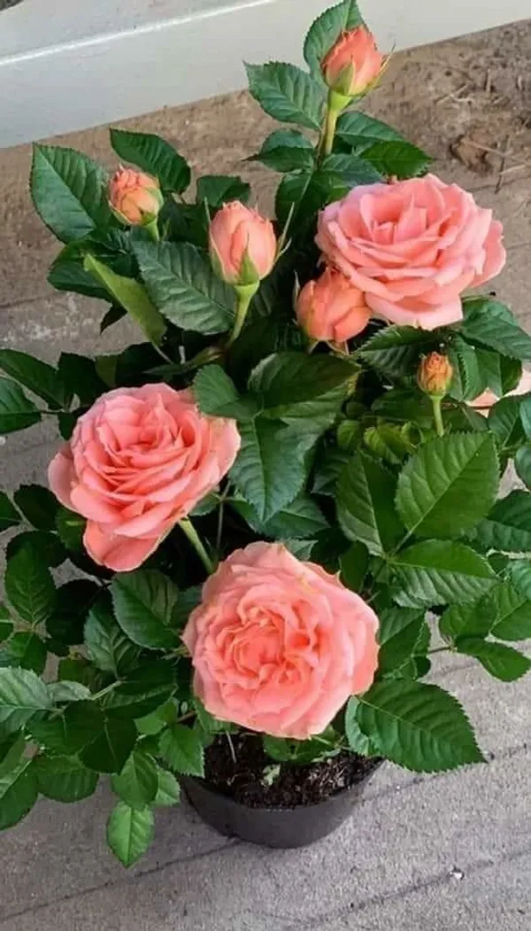 Multicolor_Rose_Plants_Combo_Pack_4