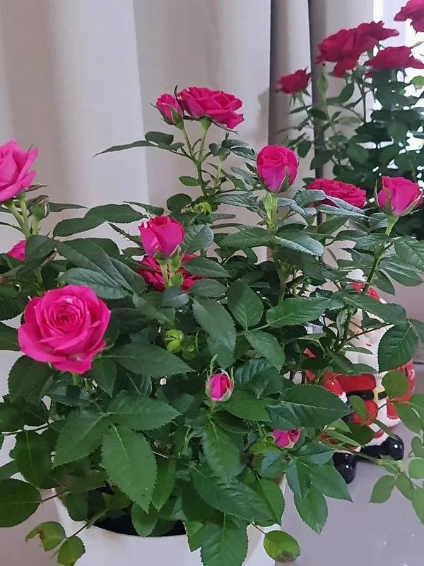 Multicolor_Rose_Plants_Combo_Pack_4