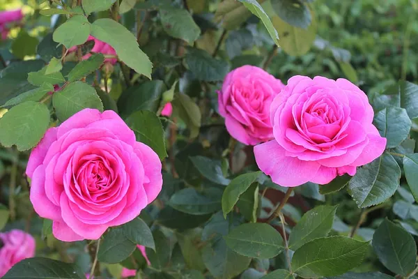 Rose_Flower_Plant_For_Home_Garden_(Hybrid,_Pack_Of_1)