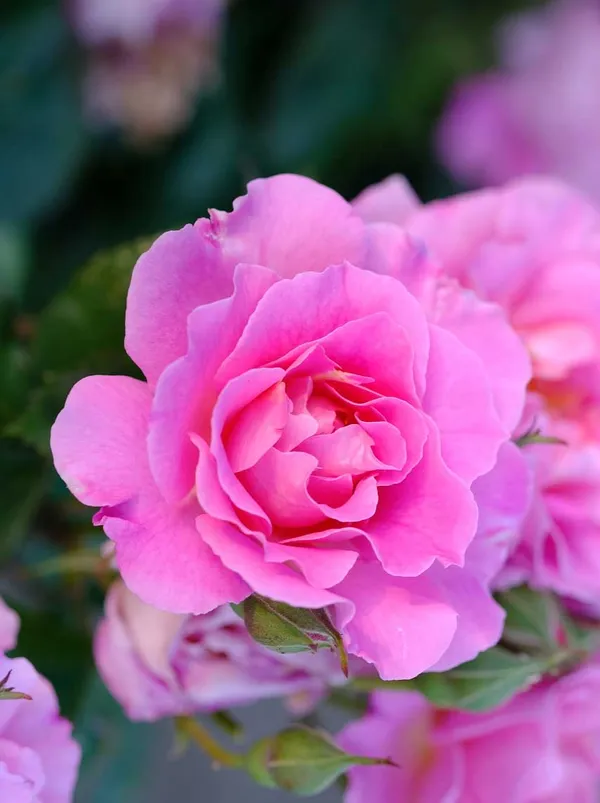 Rose_Flower_Plant_For_Home_Garden_(Hybrid,_Pack_Of_1)