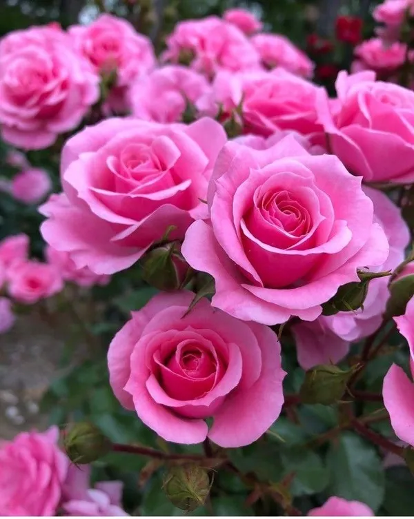 Rose_Flower_Plant_For_Home_Garden_(Hybrid,_Pack_Of_1)