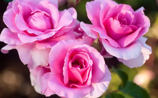 Rose_Flower_Plant_For_Home_Garden_(Hybrid,_Pack_Of_1)