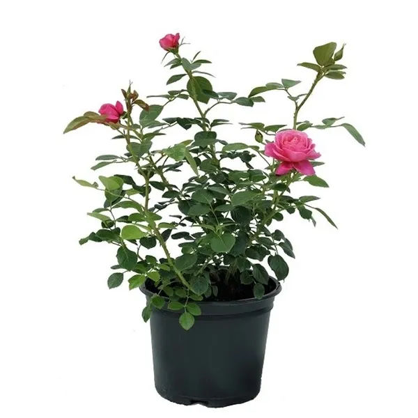 Rose_Flower_Plant_For_Home_Garden_(Hybrid,_Pack_Of_1)