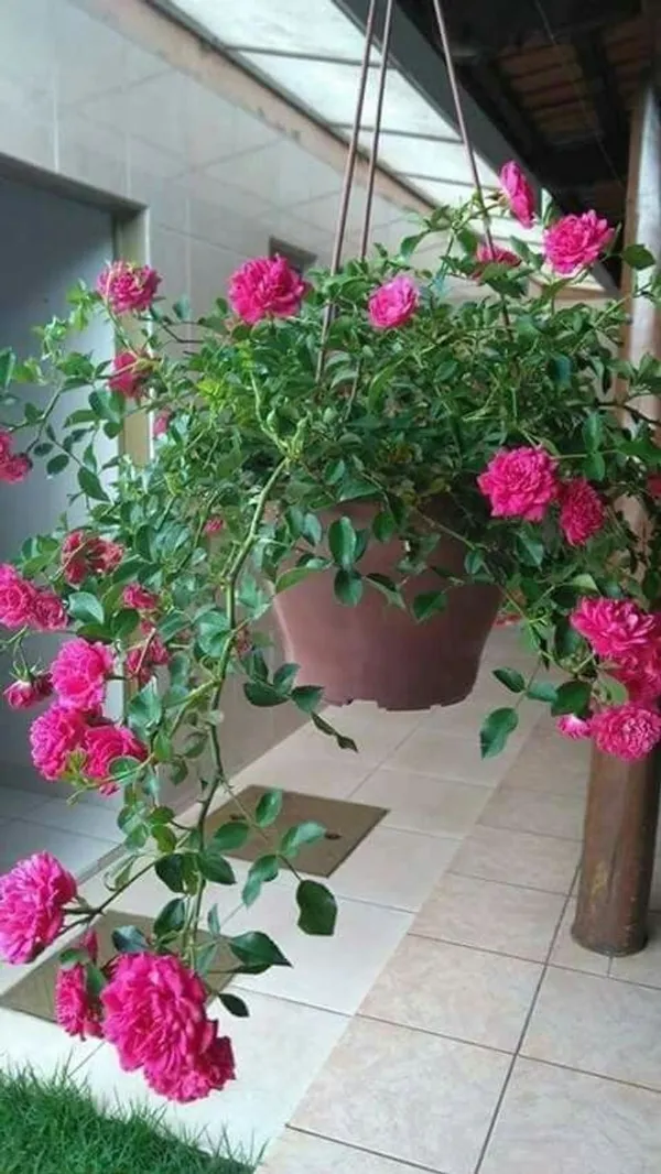 Rose_Flower_Plant_For_Shrub/Bush/Home_Decor/Gardening_(Pack_Of_1)