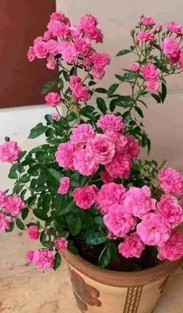 Rose_Flower_Plant_For_Shrub/Bush/Home_Decor/Gardening_(Pack_Of_1)