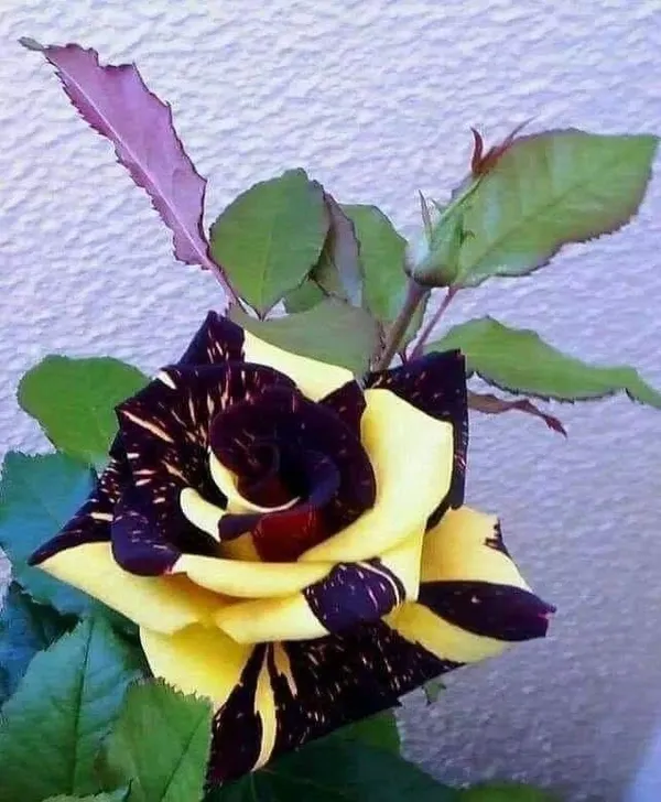 Rose_Flower_Plant_Pack_Of-4