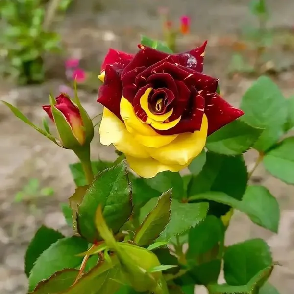 Rose_Flower_Plant_Pack_Of-4