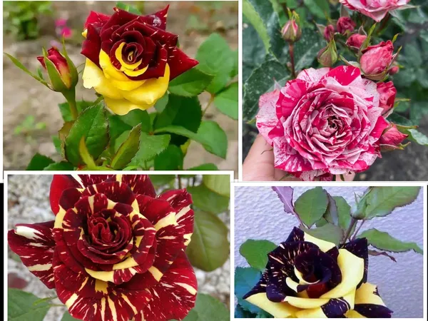 Rose_Flower_Plant_Pack_Of-4