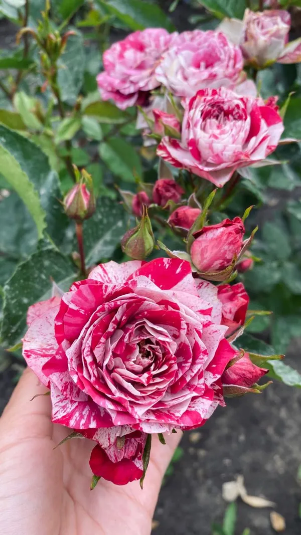Rose_Flower_Plant_Pack_Of-4