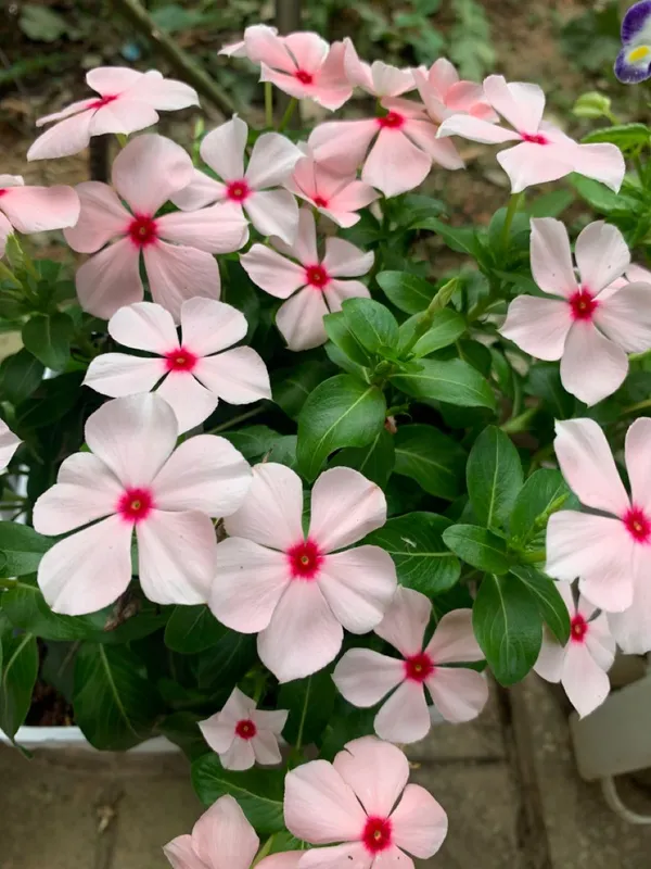Rosy_Periwinkle_Live_Flowering_Plant_For_Home_Garden,_Pack_Of_1