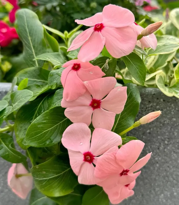 Rosy_Periwinkle_Live_Flowering_Plant_For_Home_Garden,_Pack_Of_1