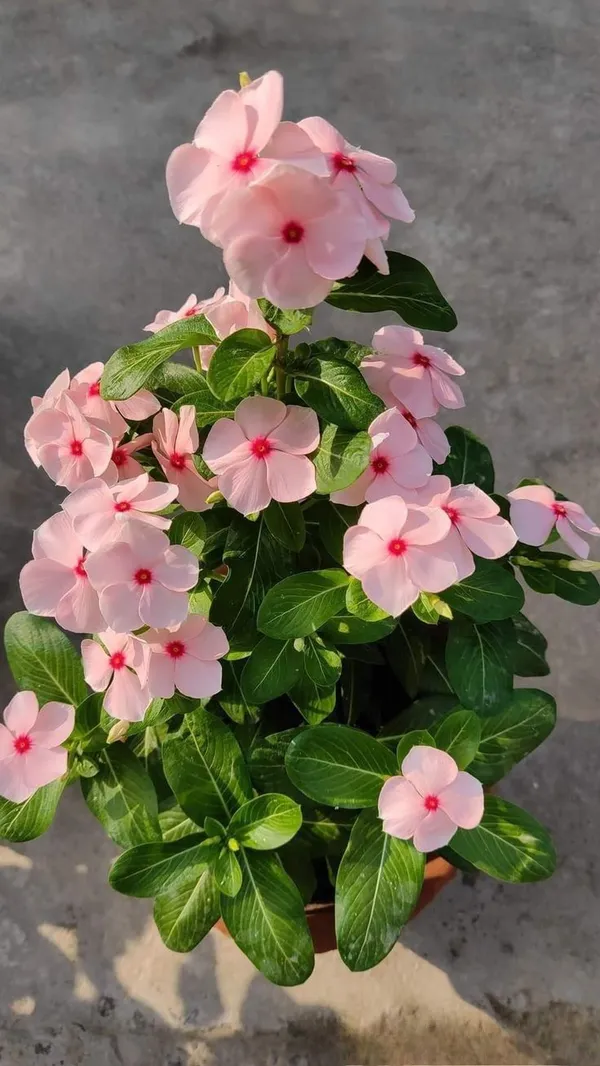 Rosy_Periwinkle_Live_Flowering_Plant_For_Home_Garden,_Pack_Of_1