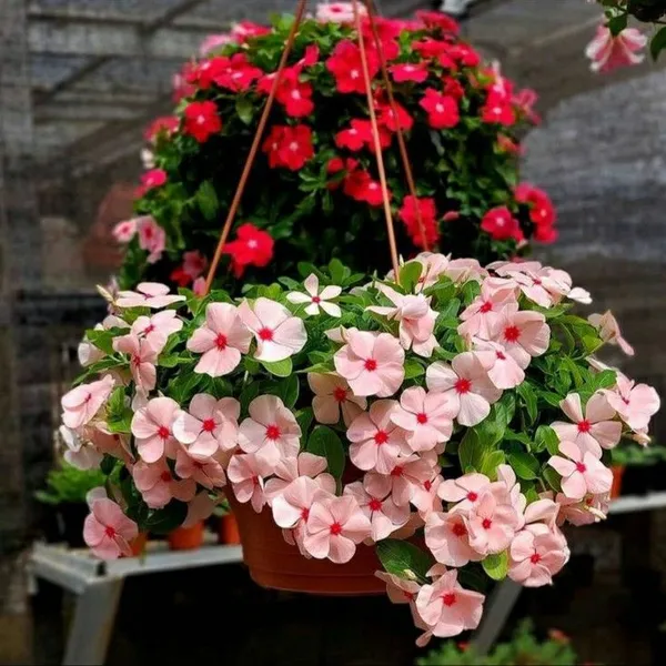 Rosy_Periwinkle_Live_Flowering_Plant_For_Home_Garden,_Pack_Of_1
