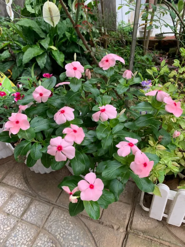 Rosy_Periwinkle_Live_Flowering_Plant_For_Home_Garden,_Pack_Of_1