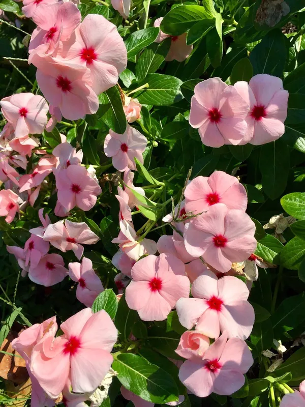 Rosy_Periwinkle_Live_Flowering_Plant_For_Home_Garden,_Pack_Of_1