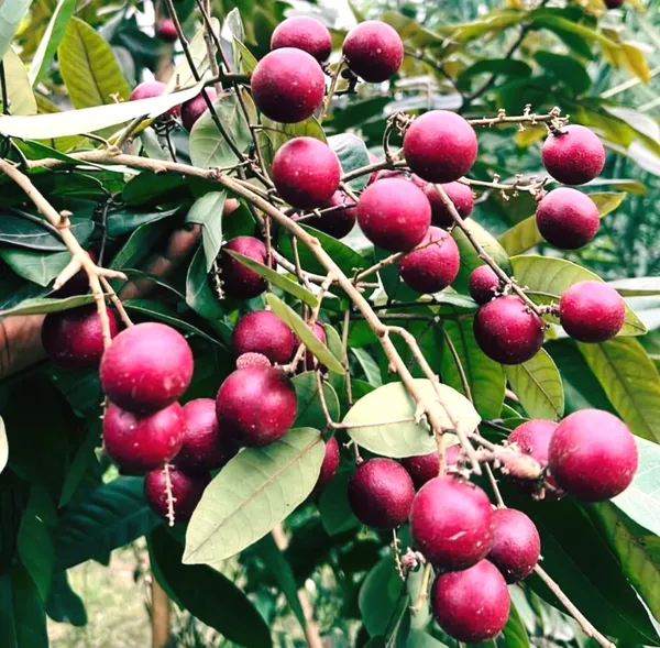 Ruby_Longon_Costly_Fruit_Plant_&_Tree_(Grafted)_For_Your_Home_Garden,_Well_Watered_Hybrid_Longon_Plant_(1.5-3.5_Ft_Height)_Pack_Of_1