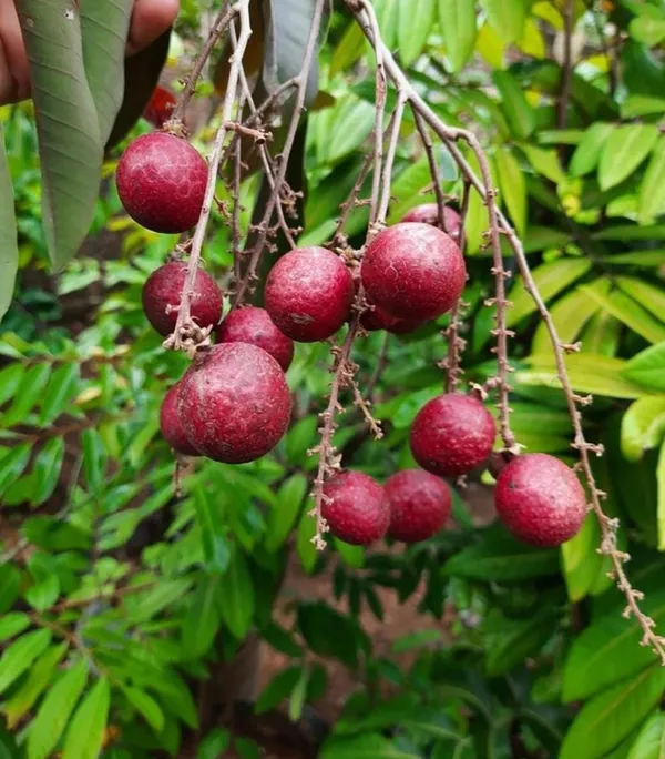 Ruby_Longon_Costly_Fruit_Plant_&_Tree_(Grafted)_For_Your_Home_Garden,_Well_Watered_Hybrid_Longon_Plant_(1.5-3.5_Ft_Height)_Pack_Of_1