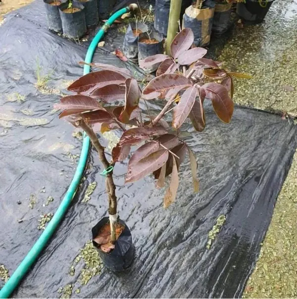 Ruby_Longon_Costly_Fruit_Plant_&_Tree_(Grafted)_For_Your_Home_Garden,_Well_Watered_Hybrid_Longon_Plant_(1.5-3.5_Ft_Height)_Pack_Of_1