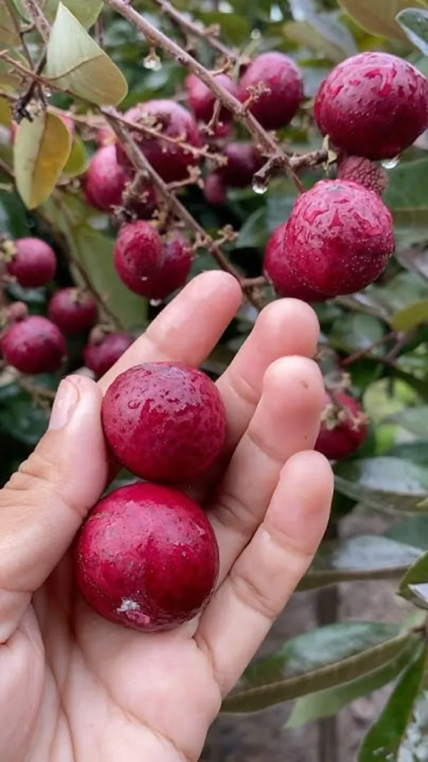 Ruby_Longon_Costly_Fruit_Plant_&_Tree_(Grafted)_For_Your_Home_Garden,_Well_Watered_Hybrid_Longon_Plant_(1.5-3.5_Ft_Height)_Pack_Of_1
