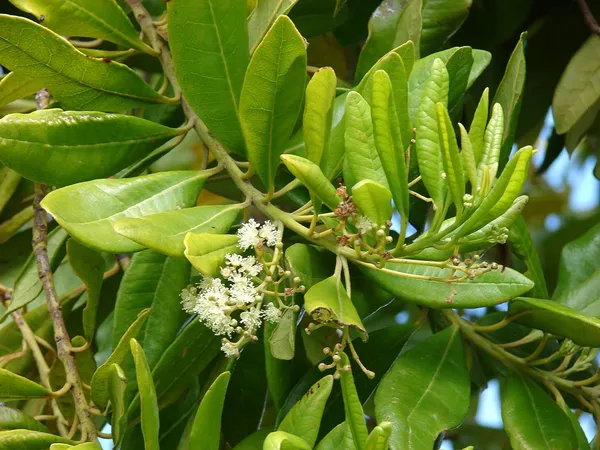 Sarvasuganthi_(All_Spice)_Live__Plant_&_Tree_For_Home_Garden_Rare_Pimenta_Dioica_/Nutmeg_&_Clove_Plant_(Hybrid,_Pack_Of_1)