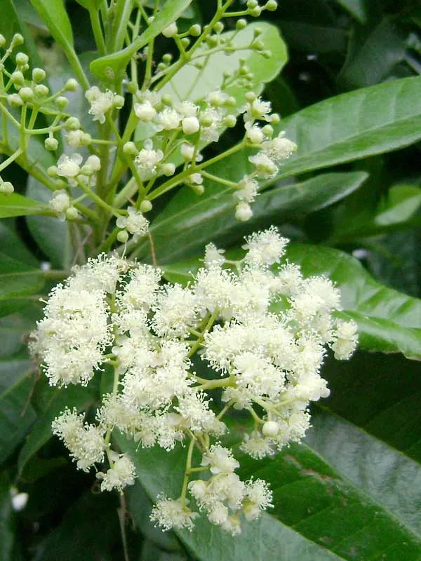 Sarvasuganthi_(All_Spice)_Live__Plant_&_Tree_For_Home_Garden_Rare_Pimenta_Dioica_/Nutmeg_&_Clove_Plant_(Hybrid,_Pack_Of_1)